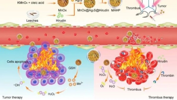華農(nóng)最新研究：通過仿生納米遞送天然水蛭素，實現(xiàn)了無創(chuàng)溶栓和有效抗凝