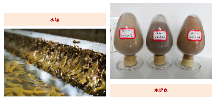 水蛭素、蛋白質(zhì)攝入、提高免疫力