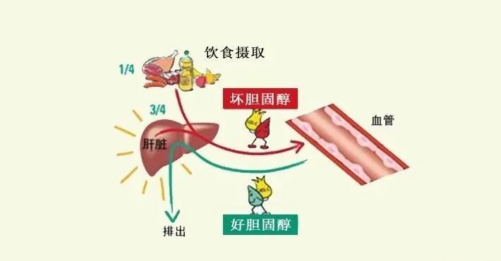 水蛭素、膽固醇、壯醫(yī)水蛭療法培訓(xùn)