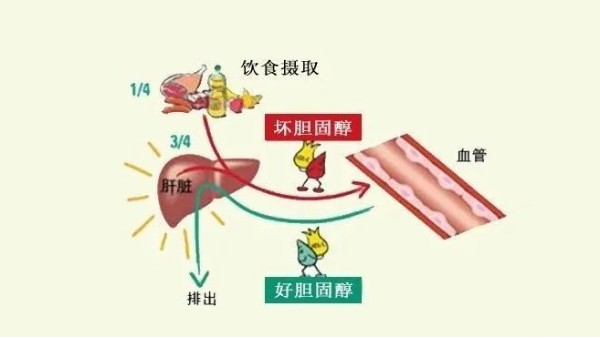 “壞膽固醇”越低越好？超過這個數(shù)小心影響大腦