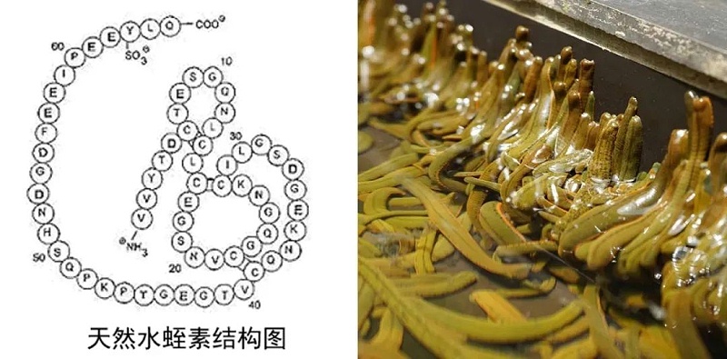 水蛭素、血管堵塞、粥樣硬化