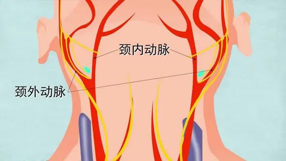 全國血管健康日丨重視血管健康，警惕動脈粥樣硬化性心血管疾病