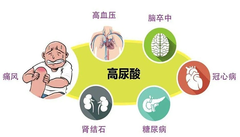 水蛭素、高尿酸、痛風(fēng)