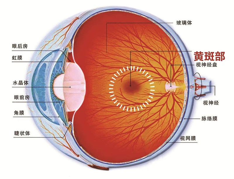 壯醫(yī)水蛭療法,天然水蛭素